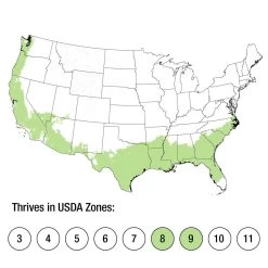 Stellar Ruby Magnolia 13 Stellar Ruby Magnolia -Garden Plant Store Stellar Ruby Magnolia Growing Zones 79289.1640872726