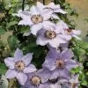 Still Waters Clematis Vine -Garden Plant Store Still Waters Clematis Blooming Purple Flowers 47294.1615498525