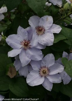 Still Waters Clematis Vine -Garden Plant Store Still Waters Clematis Vine Blooming White Flowers 22953.1551416726