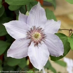 Still Waters Clematis Vine -Garden Plant Store Still Waters Clematis Vine White Flower Up Close 08413.1551416726