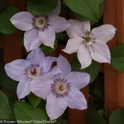 Still Waters Clematis Vine -Garden Plant Store Still Waters Clematis Vine on Fence 83068.1551416726