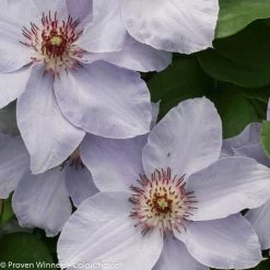Still Waters Clematis Vine -Garden Plant Store Still Waters Clematis Vine with with Blooms Up Close 75214.1551416726