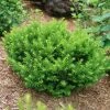 Stonehenge Dark Druid® Yew -Garden Plant Store Stonehenge Dark Druid Yew bush close up 86844.1611593620