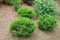 Stonehenge Dark Druid® Yew -Garden Plant Store Stonehenge Dark Druid Yew in landscaping 77702.1611593619