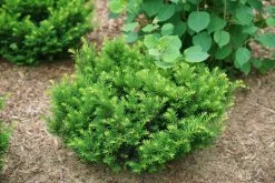 Stonehenge Dark Druid® Yew -Garden Plant Store Stonehenge Dark Druid Yew shrubs 79721.1611593616
