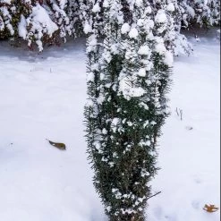 Stonehenge Skinny® Yew -Garden Plant Store Stonehenge Skinny Yew foliage in the winter with snow 32105.1611594434