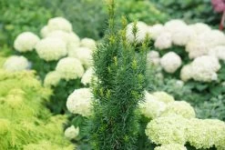 Stonehenge Skinny® Yew -Garden Plant Store Stonehenge Skinny Yew in the garden 55818.1611594432