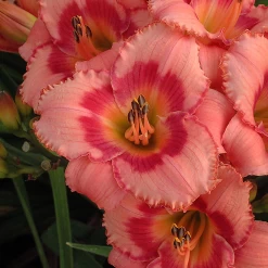 Strawberry Candy Daylily