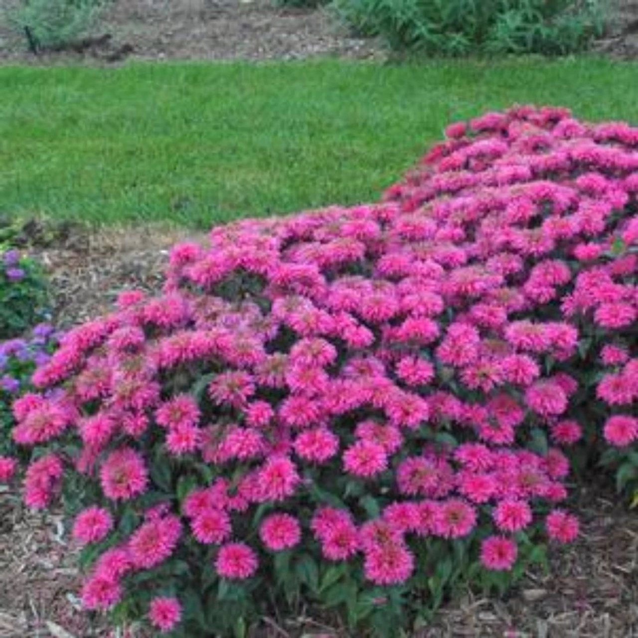 Sugar Buzz™ Bubblegum Blast Bee Balm 4 Sugar Buzz™ Bubblegum Blast Bee Balm - Image 2