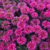 Sugar Buzz™ Bubblegum Blast Bee Balm -Garden Plant Store Sugar Buzz Bubblegum Blast Bee Balm 45513.1680665366