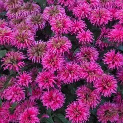 Sugar Buzz™ Bubblegum Blast Bee Balm
