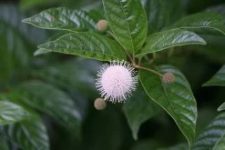 Sugar Shack® Buttonbush -Garden Plant Store Sugar Shack Buttonbush Cephalanthus White Bloom 53717.1549755027