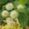 Sugar Shack® Buttonbush 2 Sugar Shack® Buttonbush -Garden Plant Store Sugar Shack Buttonbush White Blooms c 22865.1549755027