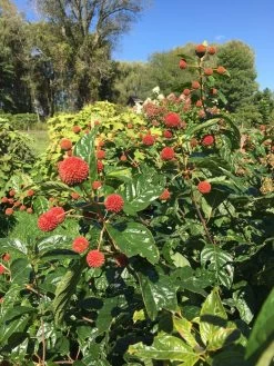 Sugar Shack® Buttonbush -Garden Plant Store Sugar Shack Cephalanthus Red Fruit 15816.1549755027