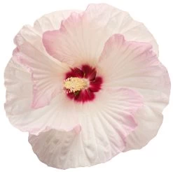 Summerific® Ballet Slippers Hibiscus 7 Summerific® Ballet Slippers Hibiscus -Garden Plant Store Summerific Ballet Slippers Hibiscus White Flower 09445.1551416738