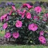 Summerific® Berry Awesome Hibiscus -Garden Plant Store Summerific Berry Awesome Hibiscus Bush 59109.1615498266