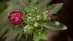 Summerific® Berry Awesome Hibiscus -Garden Plant Store Summerific Berry Awesome Hibiscus Flower Bud 36854.1551416733