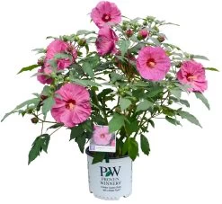 Summerific® Berry Awesome Hibiscus -Garden Plant Store Summerific Berry Awesome Hibiscus in Proven Winners Pot 08262.1551416733