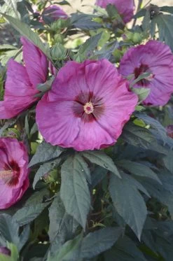 Summerific® Berry Awesome Hibiscus -Garden Plant Store Summerific Berry Awesome Hibiscus with Pink Blooms 50723.1551416733