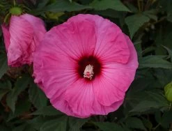 Summerific® Candy Crush Hibiscus 9 Summerific® Candy Crush Hibiscus -Garden Plant Store Summerific Candy Crush Hibiscus Flowers Close Up 13009.1612478620