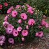 Summerific® Candy Crush Hibiscus -Garden Plant Store Summerific Candy Crush Hibiscus Shrub Blooming 58953.1612478615