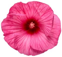 Summerific® Candy Crush Hibiscus 10 Summerific® Candy Crush Hibiscus -Garden Plant Store Summerific Candy Crush Hibiscus flower petals 79801.1612478624