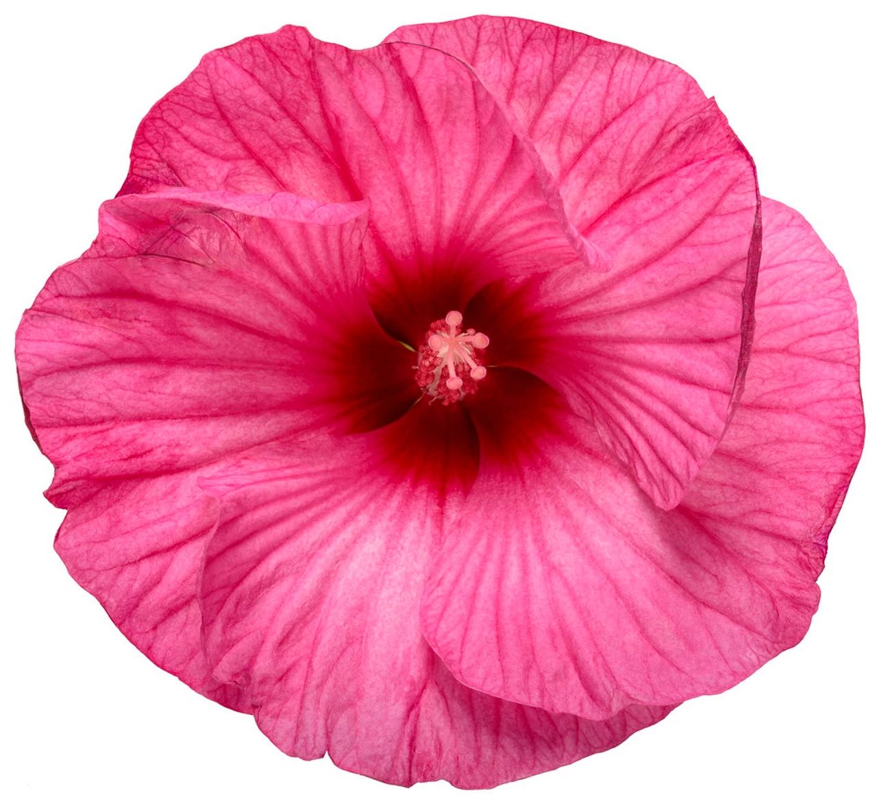 Summerific® Candy Crush Hibiscus 6 Summerific® Candy Crush Hibiscus - Image 4