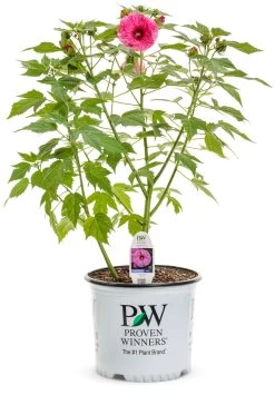 Summerific® Candy Crush Hibiscus 11 Summerific® Candy Crush Hibiscus -Garden Plant Store Summerific Candy Crush Hibiscus in Proven Winners Pot 93455.1612478626