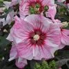 Summerific® Cherry Choco Latte Hibiscus -Garden Plant Store Summerific Cherry Choco Latte Hibiscus Bush 64412.1681915571