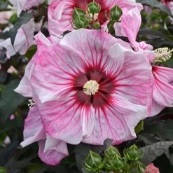 Summerific® Cherry Choco Latte Hibiscus -Garden Plant Store Summerific Cherry Choco Latte Hibiscus Pink White Blooms 18979.1681915571