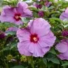 Summerific® Lilac Crush Hibiscus -Garden Plant Store Summerific Lilac Crush Hibiscus blooming 30610.1644211780