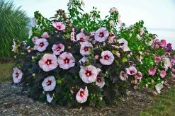 Summerific® Perfect Storm Hibiscus -Garden Plant Store Summerific Perfect Storm Hibiscus Bush 53394.1551416728