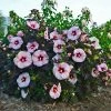 Summerific® Perfect Storm Hibiscus -Garden Plant Store Summerific Perfect Storm Hibiscus Bush 71613.1615498100