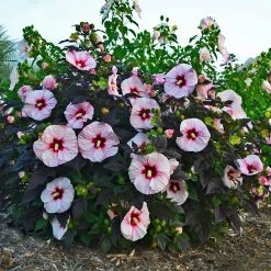 Summerific® Perfect Storm Hibiscus