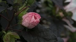 Summerific® Perfect Storm Hibiscus -Garden Plant Store Summerific Perfect Storm Hibiscus Flower Bud 01714.1551416727