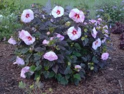 Summerific® Perfect Storm Hibiscus -Garden Plant Store Summerific Perfect Storm Rose Mallow Bush 97592.1551416728