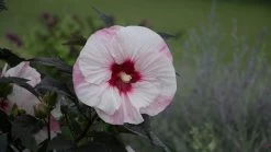 Summerific® Perfect Storm Hibiscus -Garden Plant Store Summerific Perfect Storm Rose Mallow Flower 48393.1551416728