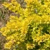 Sunjoy® Citrus Barberry -Garden Plant Store Sunjoy Citrus Barberry Blooming 31953.1676640264