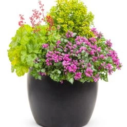Sunjoy® Citrus Barberry -Garden Plant Store Sunjoy Citrus Barberry Flowering 47282.1676640288