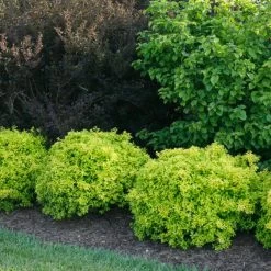 Sunjoy® Citrus Barberry -Garden Plant Store Sunjoy Citrus Barberry Growing 48432.1676640321