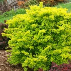 Sunjoy® Citrus Barberry -Garden Plant Store Sunjoy Citrus Barberry Growing in the Garden 31397.1676640311