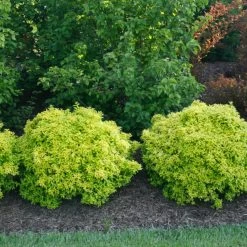 Sunjoy® Citrus Barberry -Garden Plant Store Sunjoy Citrus Barberry in the Backyard 25306.1676640345