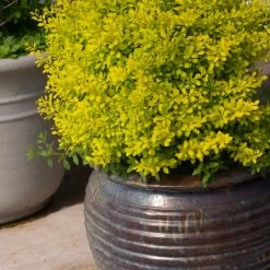 Sunjoy® Citrus Barberry -Garden Plant Store Sunjoy Citrus Barberry in the Garden Pot 90113.1676640357