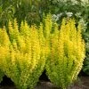 Sunjoy Gold Pillar® Barberry -Garden Plant Store Sunjoy Gold Pillar Barberry Blooming 07521.1676640035