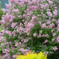 Sunjoy Gold Pillar® Barberry -Garden Plant Store Sunjoy Gold Pillar Barberry Blooming in the Garden 09856.1676640058