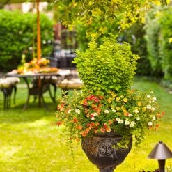 Sunjoy Gold Pillar® Barberry -Garden Plant Store Sunjoy Gold Pillar Barberry Flowering in the Garden 53712.1676640069