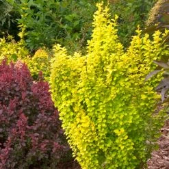 Sunjoy Gold Pillar® Barberry -Garden Plant Store Sunjoy Gold Pillar Barberry Growing 80365.1676640090
