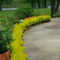 Sunjoy Gold Pillar® Barberry -Garden Plant Store Sunjoy Gold Pillar Barberry Growing in the Garden 96493.1676640080