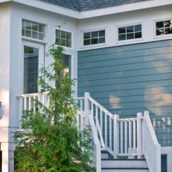 Sunjoy Gold Pillar® Barberry -Garden Plant Store Sunjoy Gold Pillar Barberry Thriving 31869.1676640140