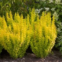 Sunjoy Gold Pillar® Barberry -Garden Plant Store Sunjoy Gold Pillar Barberry in the Backyard 57378.1676640101